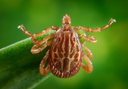 Kaj je klopni meningitis?